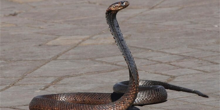 टीएनबी कॉलेज के यूजीसी छात्रावास में फिर निकला सांप, छात्र दहशत में